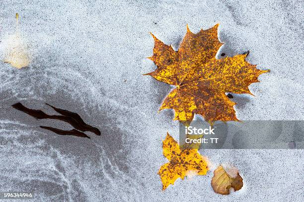 Autumn Colored Maple Leaves Floating In Water Foam Stock Photo - Download Image Now - Abstract, Autumn, Breaking Wave