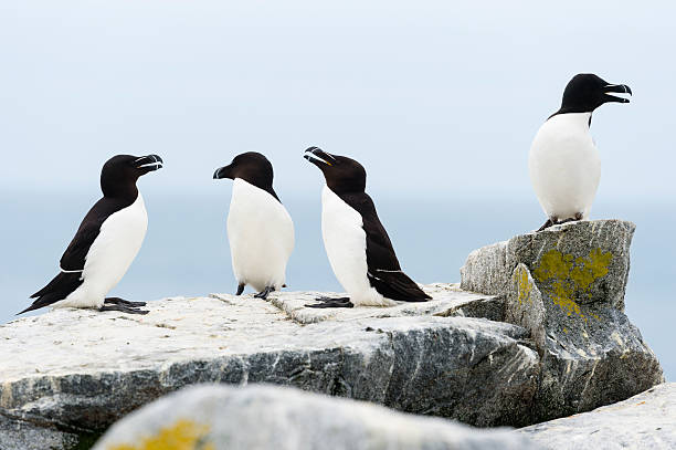 istock Razorbill, Alca Torda,colony, group of birds 596345520