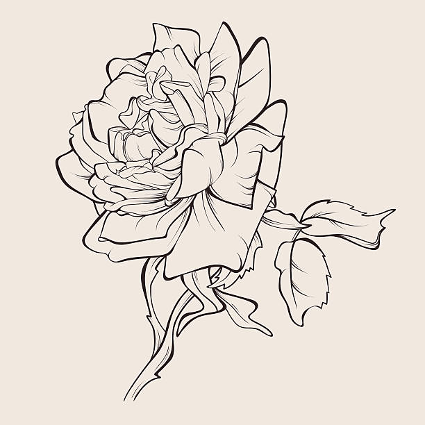 wektor kwiat róży izolowane. - chrysanthemum single flower flower pattern stock illustrations
