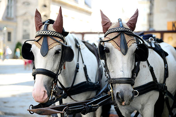 istock Two Horses  A Cart For Driving Tourists 596349814