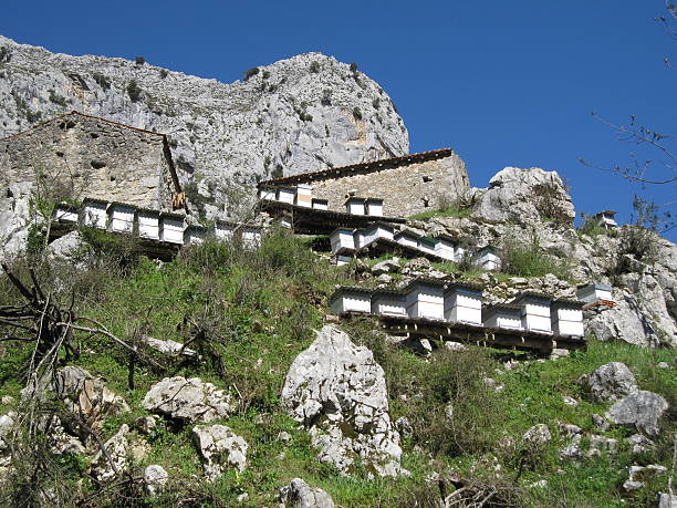 istock Beehives in Picos de Europa, North Spain 596351402
