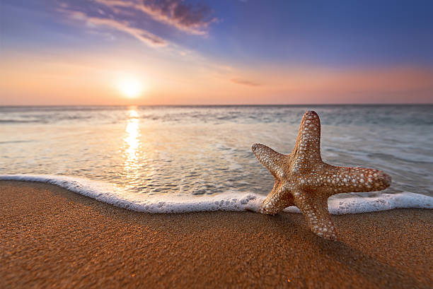 istock starfish and golden sands 596351472