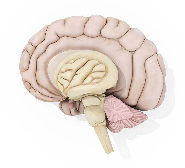 istock Human brain anatomy medical illustration 596352292