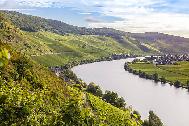 istock view on Moselle and vineyards  in Germany Piesport 596352496