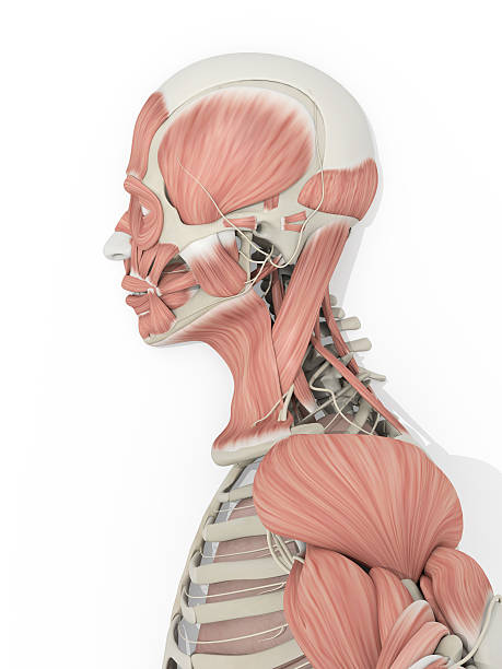 istock Human anatomy skeleton, vascular system medical illustration 596352584