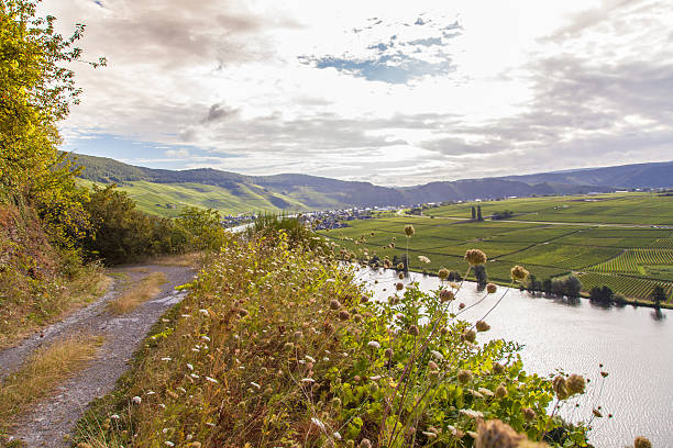 view on Moselle and vineyards  in Germany Piesport view on Moselle and vineyards Landscape in Germany Piesport rhineland stock pictures, royalty-free photos & images