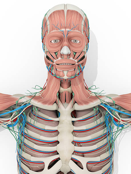 istock Human anatomy skeleton, vascular system medical illustration 596352790