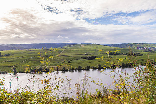 istock view on Moselle and vineyards  in Germany Piesport 596352796