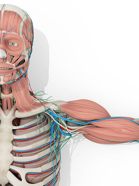 istock Human anatomy skeleton, vascular system medical illustration 596352856