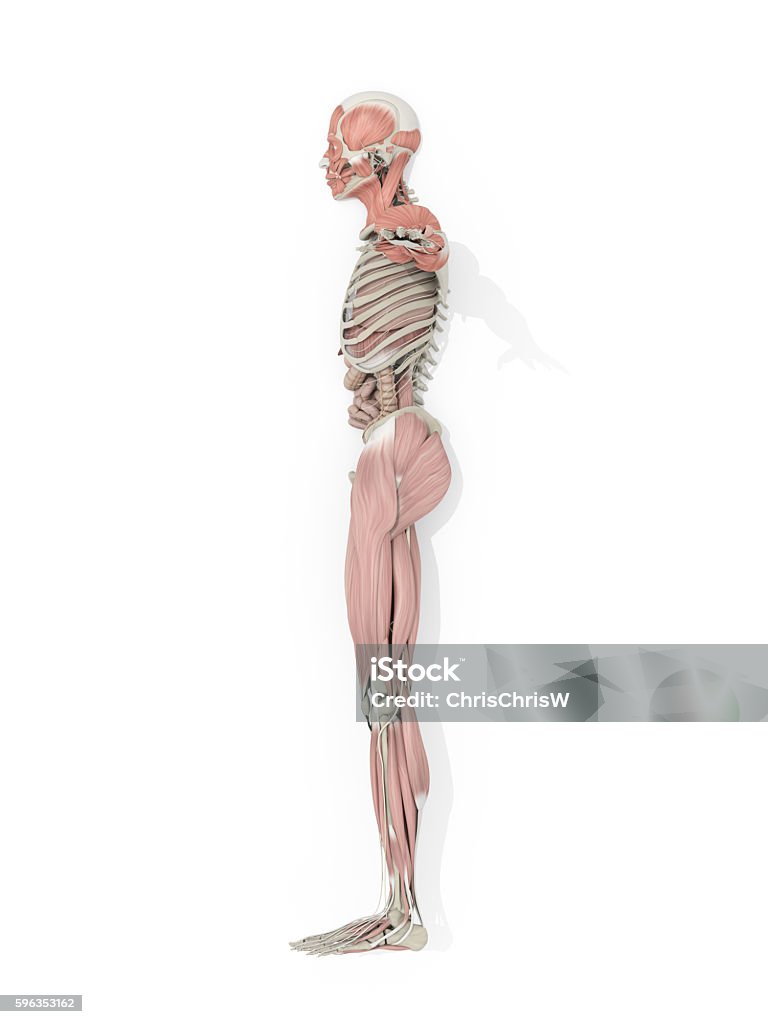 Human anatomy skeleton, vascular system medical illustration Human anatomy skeleton and vascular system medical illustration on white background. 3d illustration. Anatomy Stock Photo