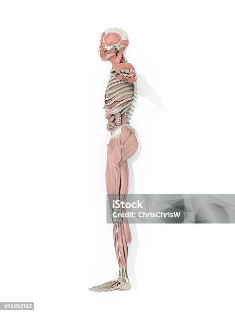 Human Anatomy Skeleton Vascular System Medical Illustration Stock Photo - Download Image Now