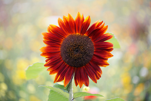 Dreamy Red Sunflower with selective focus  