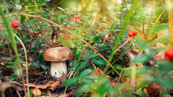 Boletus edulis growing in the forest among the cowberry bushes and berries on a sunny day.