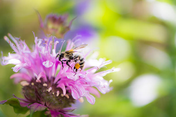 ape su un fiore di beebalm scarlatto - beebalm foto e immagini stock