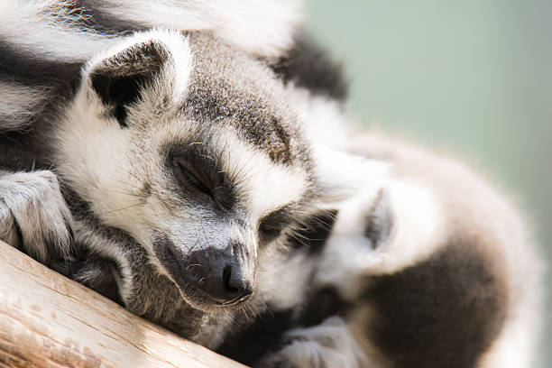Dozing lemur cattas stock photo