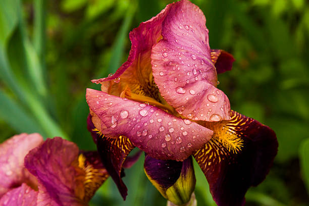 istock Beautiful iris in drops of morning dew 596354280