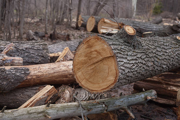 istock illegal felling of trees in the forest. ecology concept. 596354298