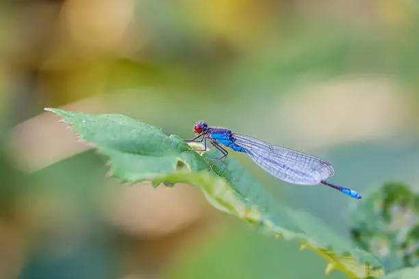 on a leaf of raspberry plant is a Small red-eyed damselfly
