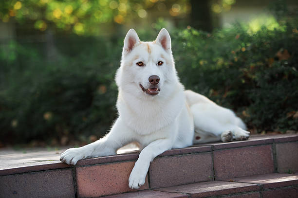 istock Siberian husky light red and white colors portrait 596356974