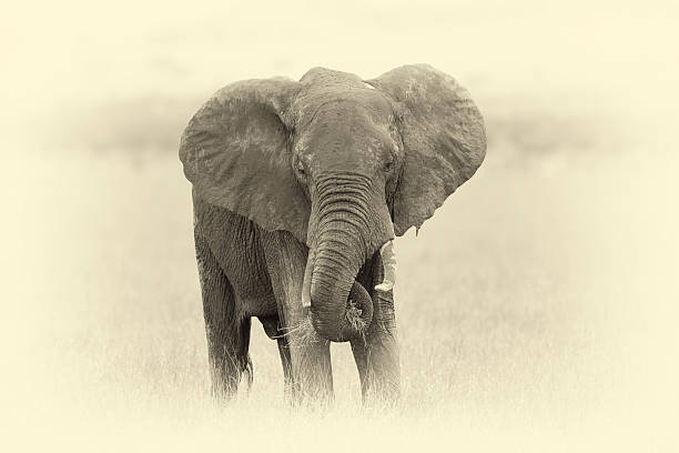 istock Elephant in National park of Kenya. Vintage effect 596358044