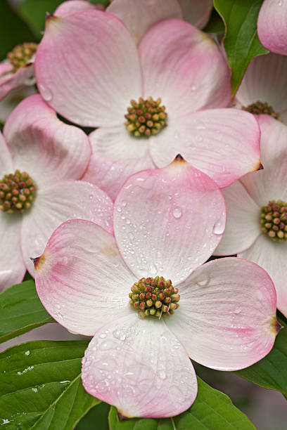 Flowering dogwood flowers Flowering Dogwood (Cornus florida). Called American Dogwood and Eastern Dogwood also. Symbol of North Carolina, West Virginia, Missouri and Virginia dogwood trees stock pictures, royalty-free photos & images