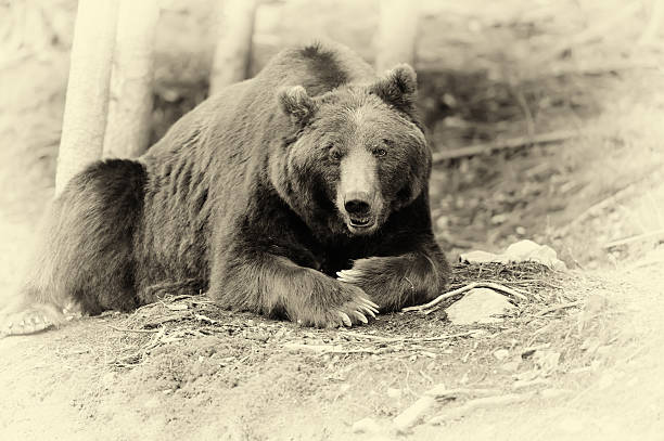 istock Brown bear (Ursus arctos) in nature. Vintage effect 596358378