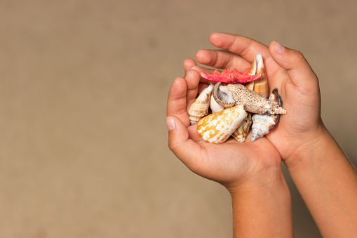 Shells in the hands of a child. Child hands holds shells and starfish. Summer background with sand and shells,