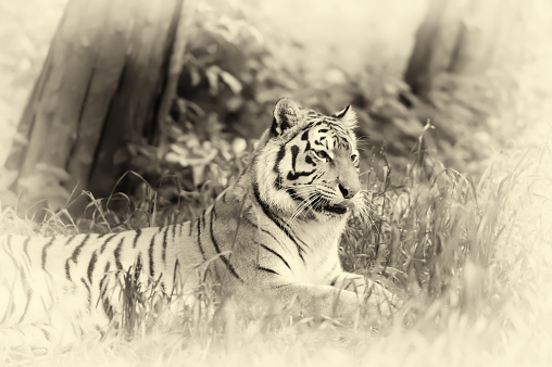 Amur Tigers on green grass in summer day. Vintage effect