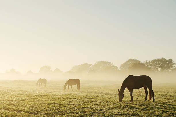 caballos de pastoreo en una mañana de niebla - meadow sunrise fog sky fotografías e imágenes de stock