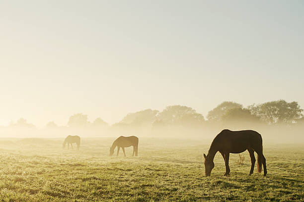istock Grazing horses on a foggy morning 596358876
