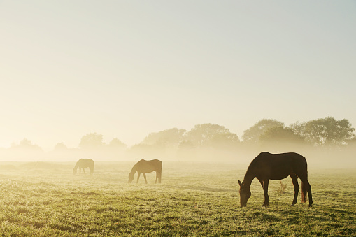 Three horses are standing side by side, grazing, at increasing distance, making the farther ones almost disappear in the early morning fog.