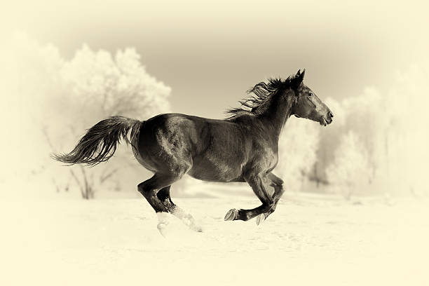 istock Horse runs gallop. Vintage effect 596358900