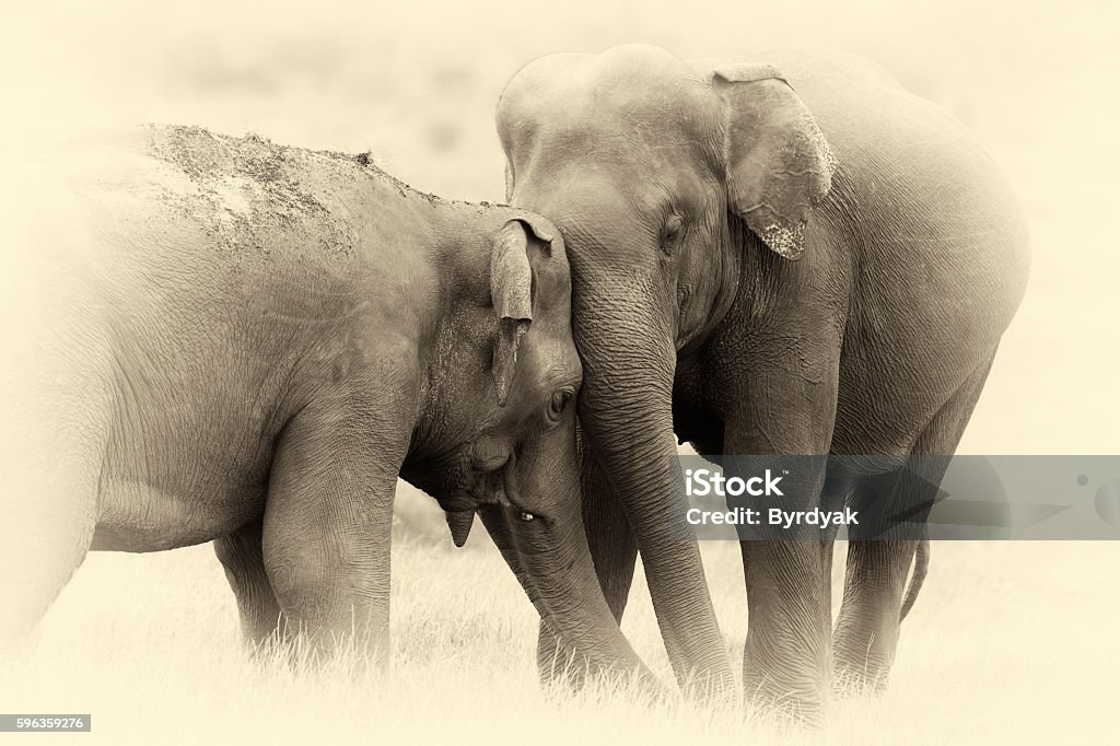 Elephants in National Park. Vintage effect Elephants in National Park, Sri Lanka. Vintage effect Animal Stock Photo