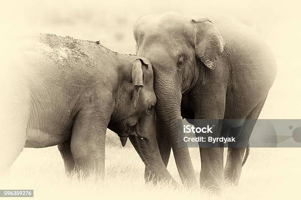Elephants In National Park Vintage Effect Stock Photo - Download Image Now - Animal, Animal Wildlife, Asia
