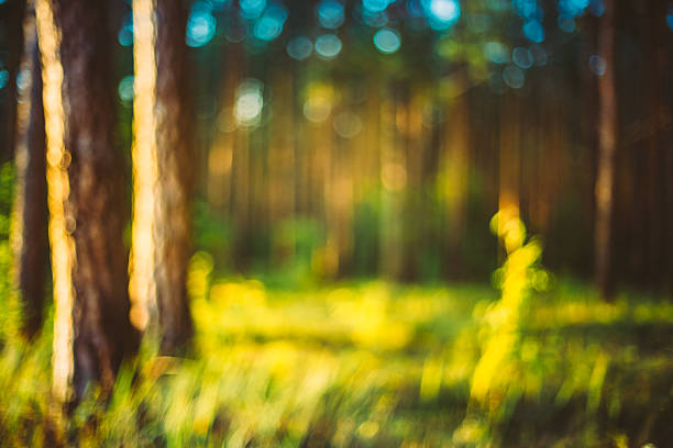 istock Nature Green Blurred Background Of Out  Focus Forest Or Bokeh, 596359460