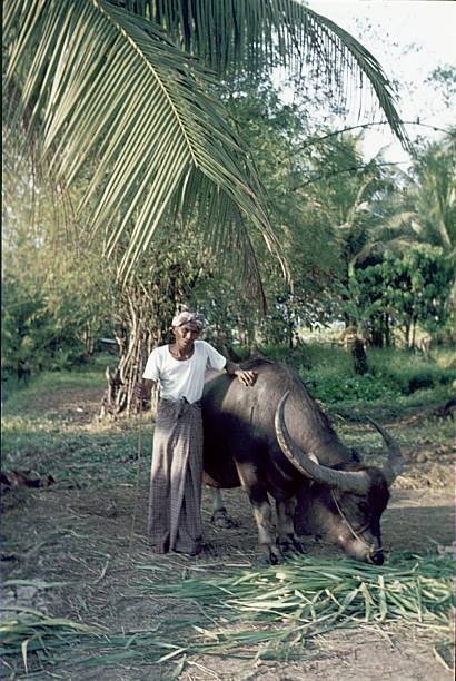 balinese farmer with water buffalo, bali - reisanbau imagens e fotografias de stock