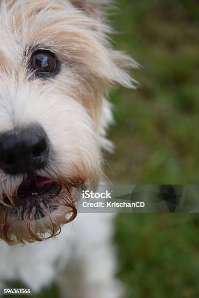 Little White Dog Stock Photo - Download Image Now - Animal, Close-up, Cute