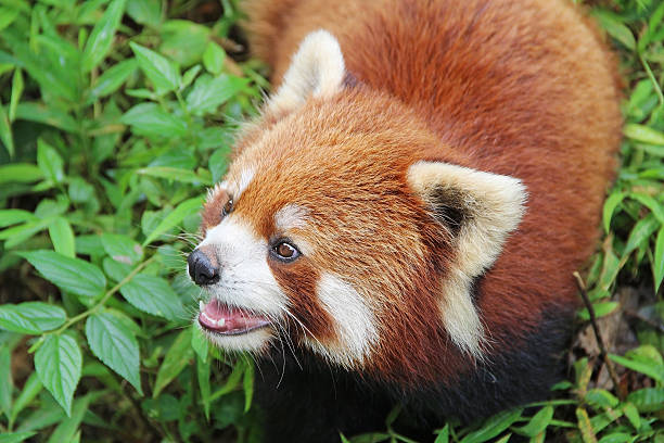 istock Firefox, the Red Panda in Chengdu, China 596363036