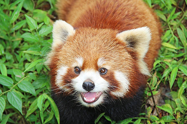 istock Firefox, the Red Panda in Chengdu, China 596363226