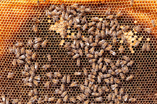 istock Bees convert nectar into honey and cover it in honeycombs 596363236
