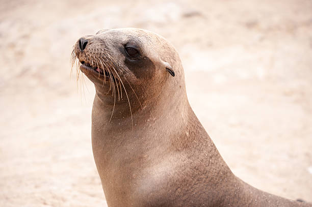 istock Closeup of Sea Lion 596363456