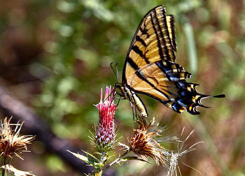 Two tailed Swallowtail butterfly collecting nectar from flower