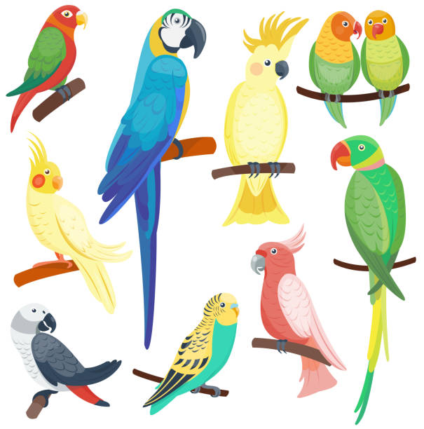 мультяшный попугаев набор векторных - parrot multi colored bird perching stock illustrations