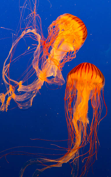 istock Two brown jellyfish dancing in the water 596365072