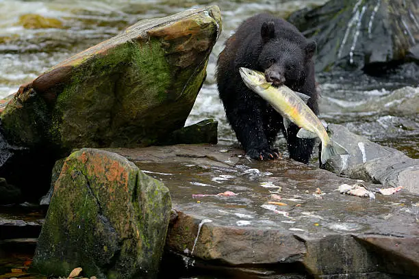 Black Bear with Salmon in Mouth on Rocks