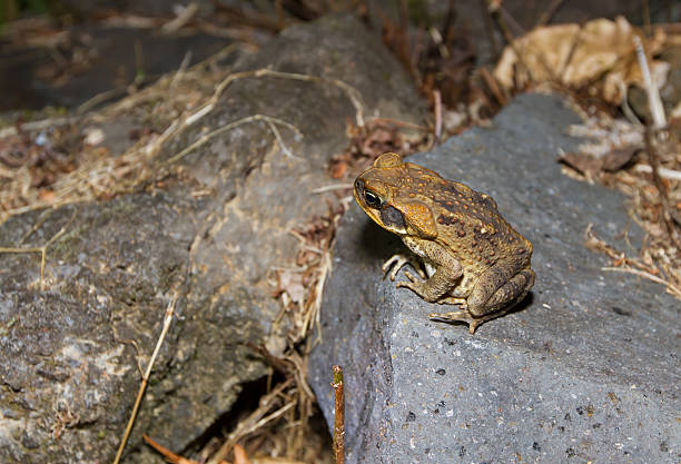 sapo-de-cana em maui - cane toad toad wildlife nature - fotografias e filmes do acervo