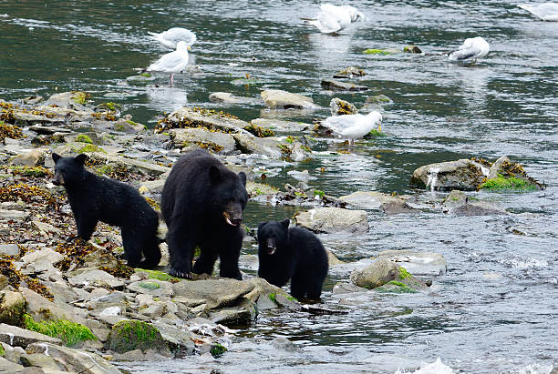 Black Bear with cubs Black Bear with cubs Fishing black bear cub stock pictures, royalty-free photos & images