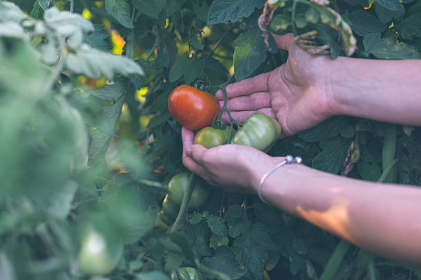 istock Woman hand holding organic tomato. 596367360