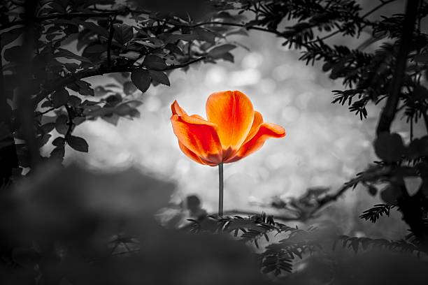 resurrección de tulipán rojo en blanco negro para la paz amor esperanza - dead or alive fotografías e imágenes de stock