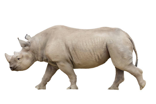 Adult and young rhinoceros in old sketch style of da Vinci